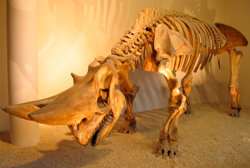 A complete arsinoithere skeleton cast is on display at the Natural History Museum in London.